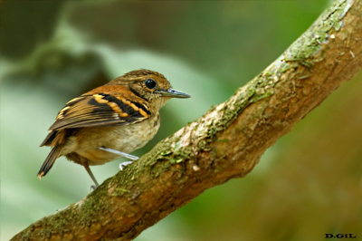 HORMIGUERO MOTEADO (Hylophylax naevioides) (H)